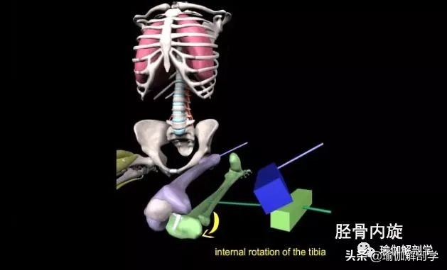 瑜伽英雄卧的好处和功效,瑜伽体式金刚卧腰痛