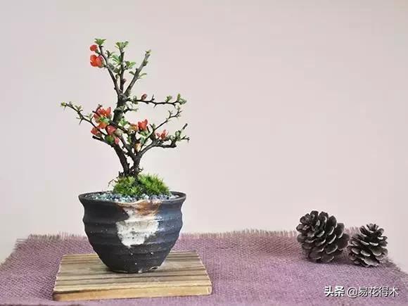 日本长寿梅欣赏,日本长寿梅盆景枝条养护