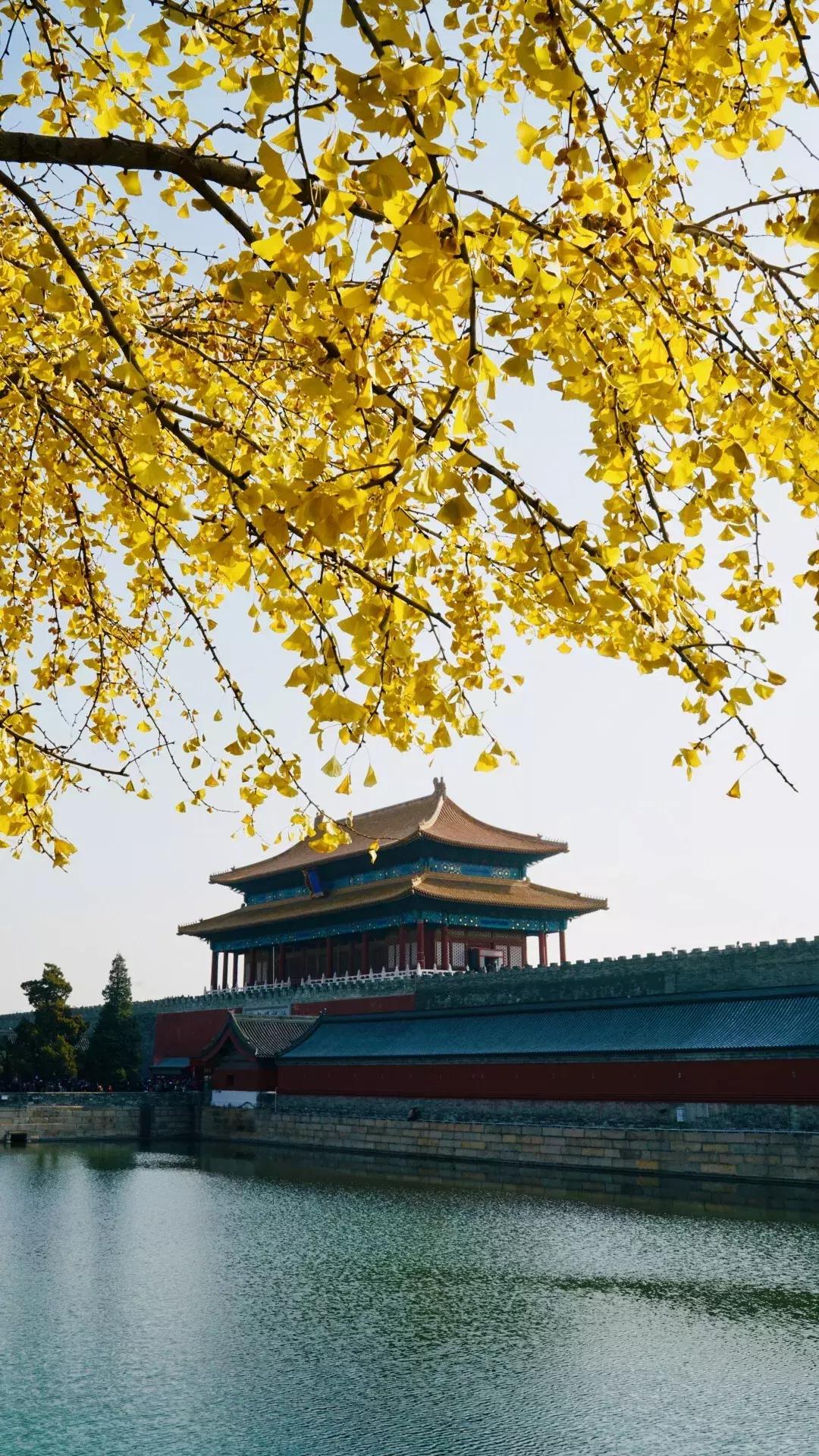 谁敢在故宫“上房揭瓦”？30年练成飞檐走壁，也只有这群大神了