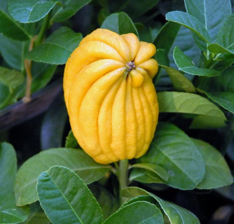 佛手柑精油和陈皮精油的区别,佛手精油和佛手柑精油是一样的吗