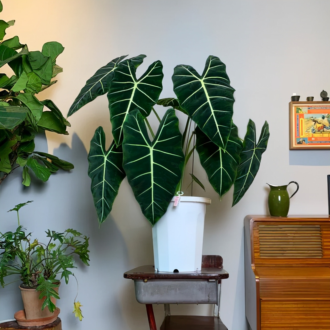 最耐阴不需要阳光的植物室外,喜阴怕阳光非常好养的盆栽大全