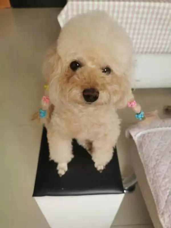 男生猛犬穿女装,男生细狗穿女装