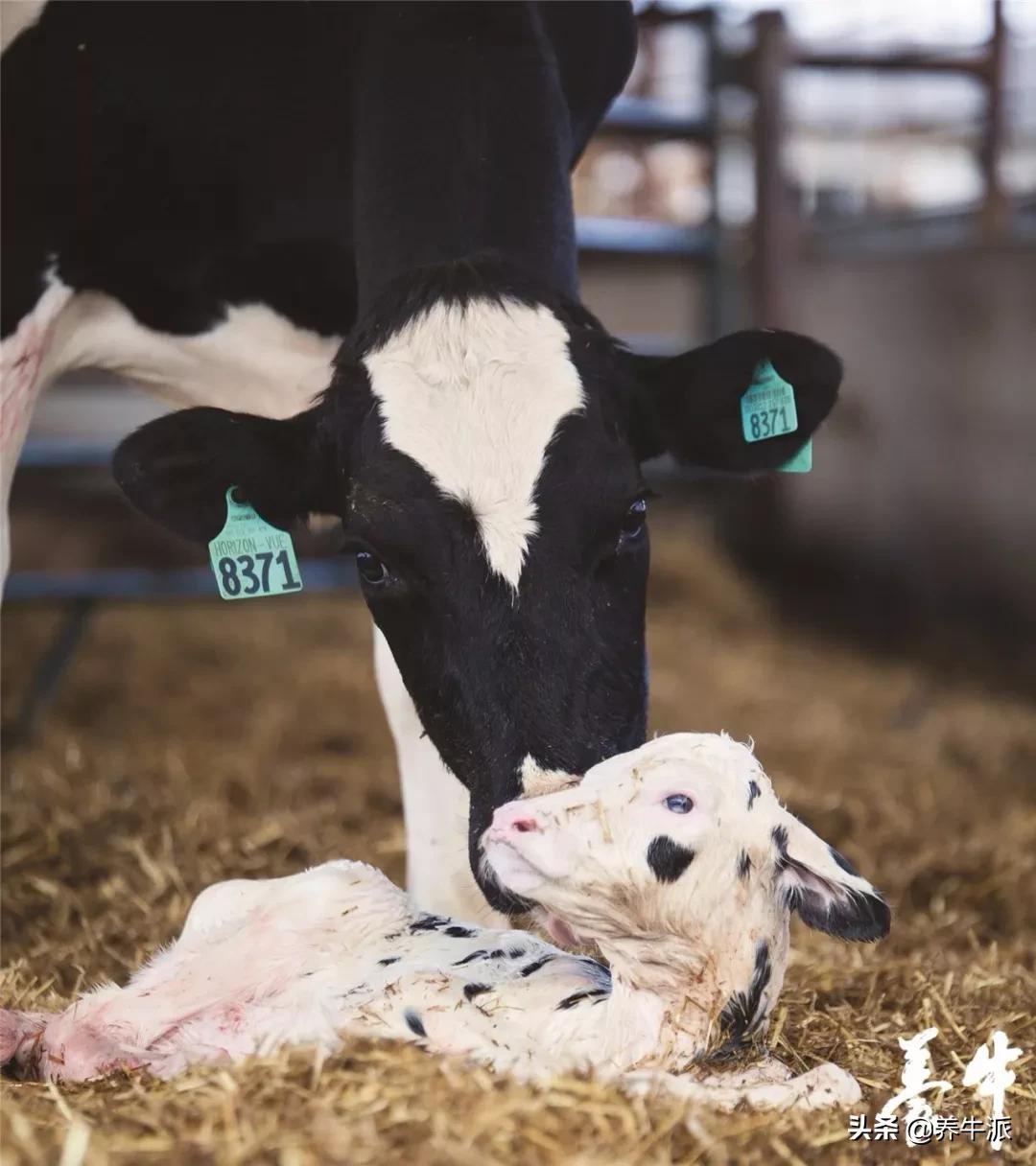 「守卫健康」犊牛死胎率太高！要控制！