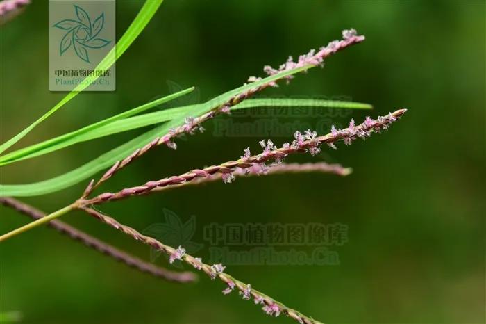 一日一草和白芷,一日一草的作用