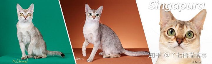 有哪些好看的家养猫,最适合家养的猫咪品种不掉毛