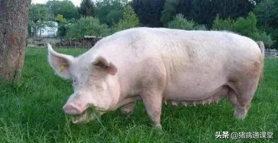 母猪产后胎衣别扔留着有大用处,母猪产完胎衣没有下干净怎么办