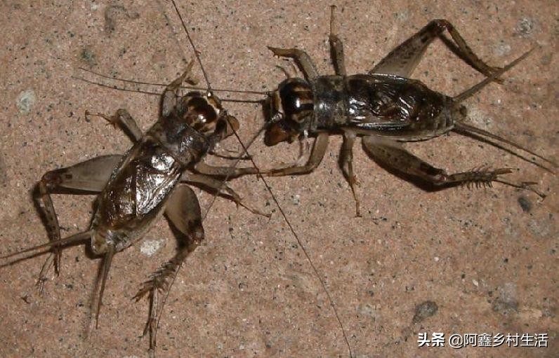 蟋蟀可以卖多少钱一只最便宜的,一个普通蟋蟀能卖多少钱