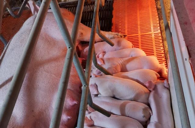 什么是分娩先兆什么是临产标志,分娩前后的征兆有哪些