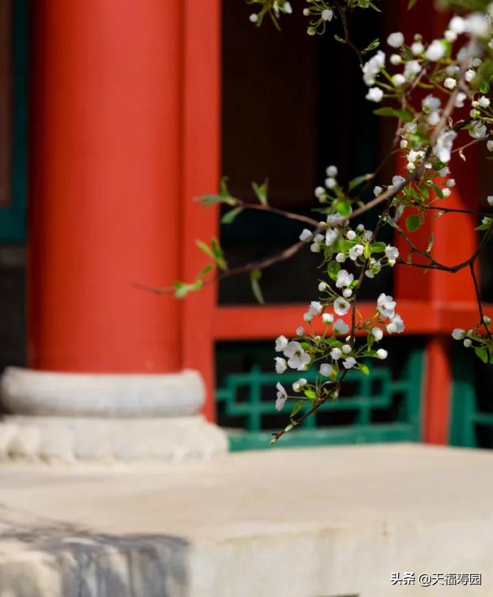 莲花灯什么说法,莲花灯来源是什么