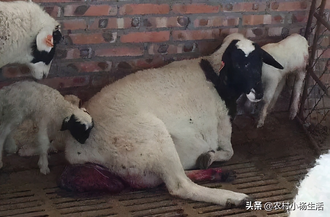 如何接生羔羊,怎样接生羊娃