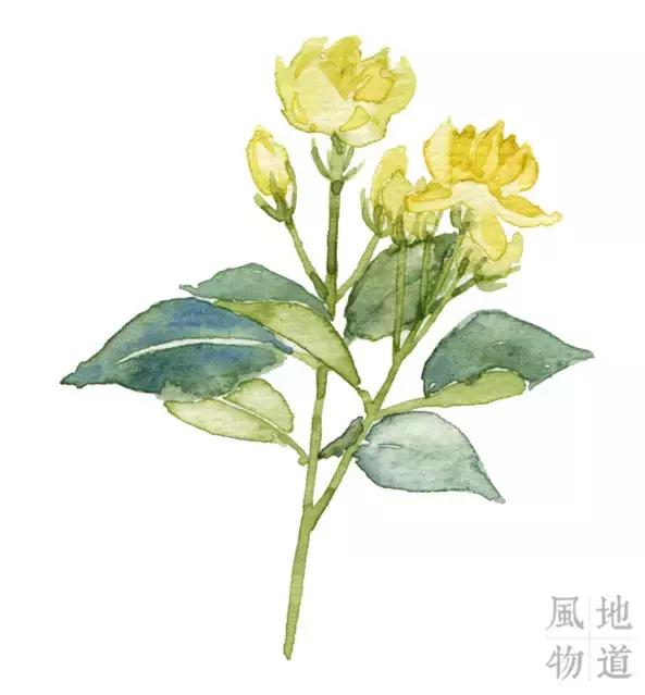 广西不止有螺蛳粉,广西小吃芒果干