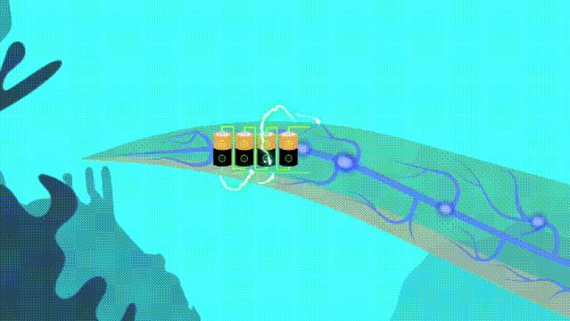 电鳗的电可以发电吗,电鳗为什么能够发电