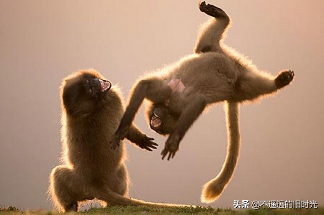 10种最可爱的动物让你爱不释手,10个令人大开眼界的动物