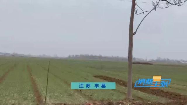 今日全国洋葱最新价格行情新闻,进口洋葱价格表