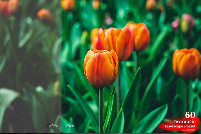 lightroom风格预设官方,lightroom日系预设