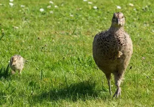 野鸡蛋都在哪里,野鸡蛋和鸡蛋哪个好