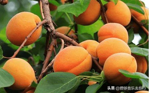 汶川三宝特色水果产业,汶川三宝果园