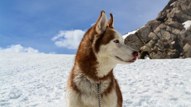 狗狗黑眼圈越来越严重什么原因,狗狗去眼袋方法