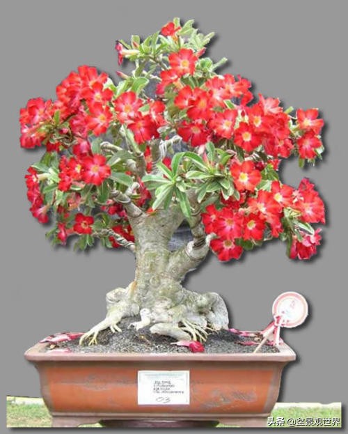 适合做附石盆景都有哪些植物,农村山上有什么植物可以做盆景