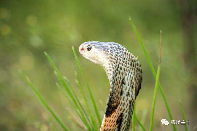 从沿街乞讨到身家亿万，“特养教父”32年的农业路堪称一部传奇史