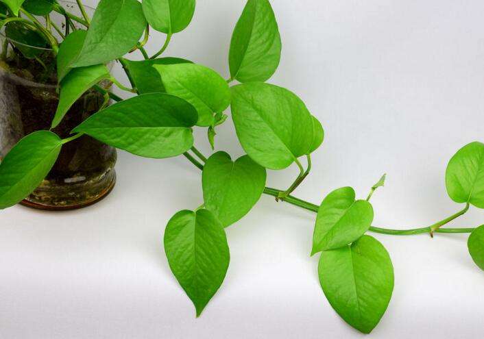 绿萝真的有毒吗有科学依据吗,绿萝养到家里真的有毒吗
