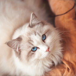 猫粮需要倒满吗,猫粮不要囤太多