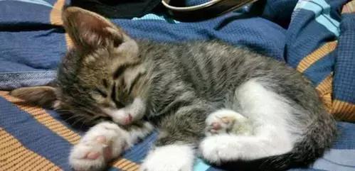 新手养猫养什么猫又便宜又好养,新手养猫第一天猫咪害怕怎么办