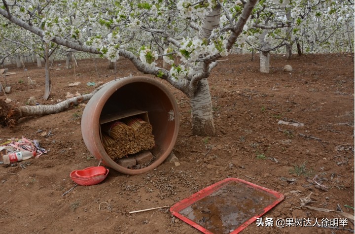 小樱桃坐果率低怎么回事,今年大樱桃坐果怎样