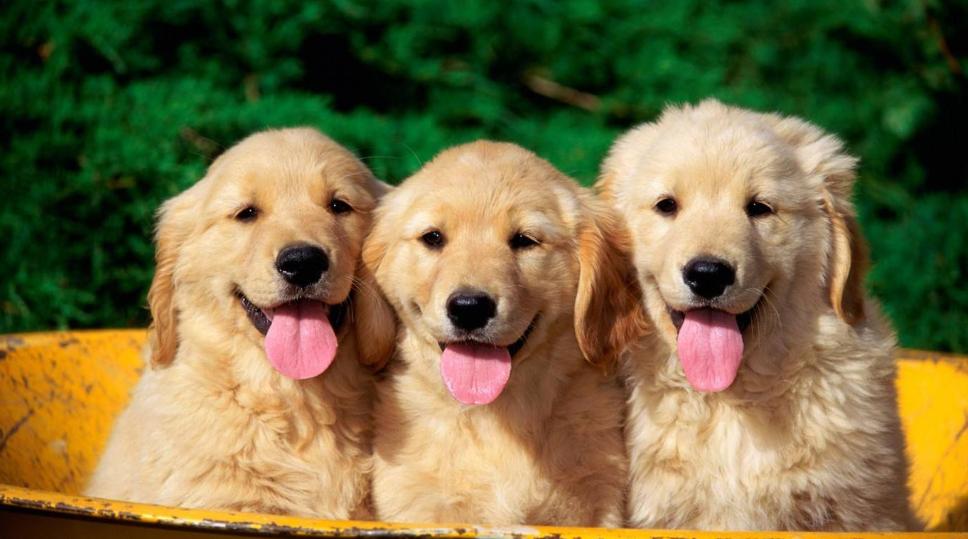 狗狗应该释放天性还是约束,怎么让狗狗变成优秀的狗