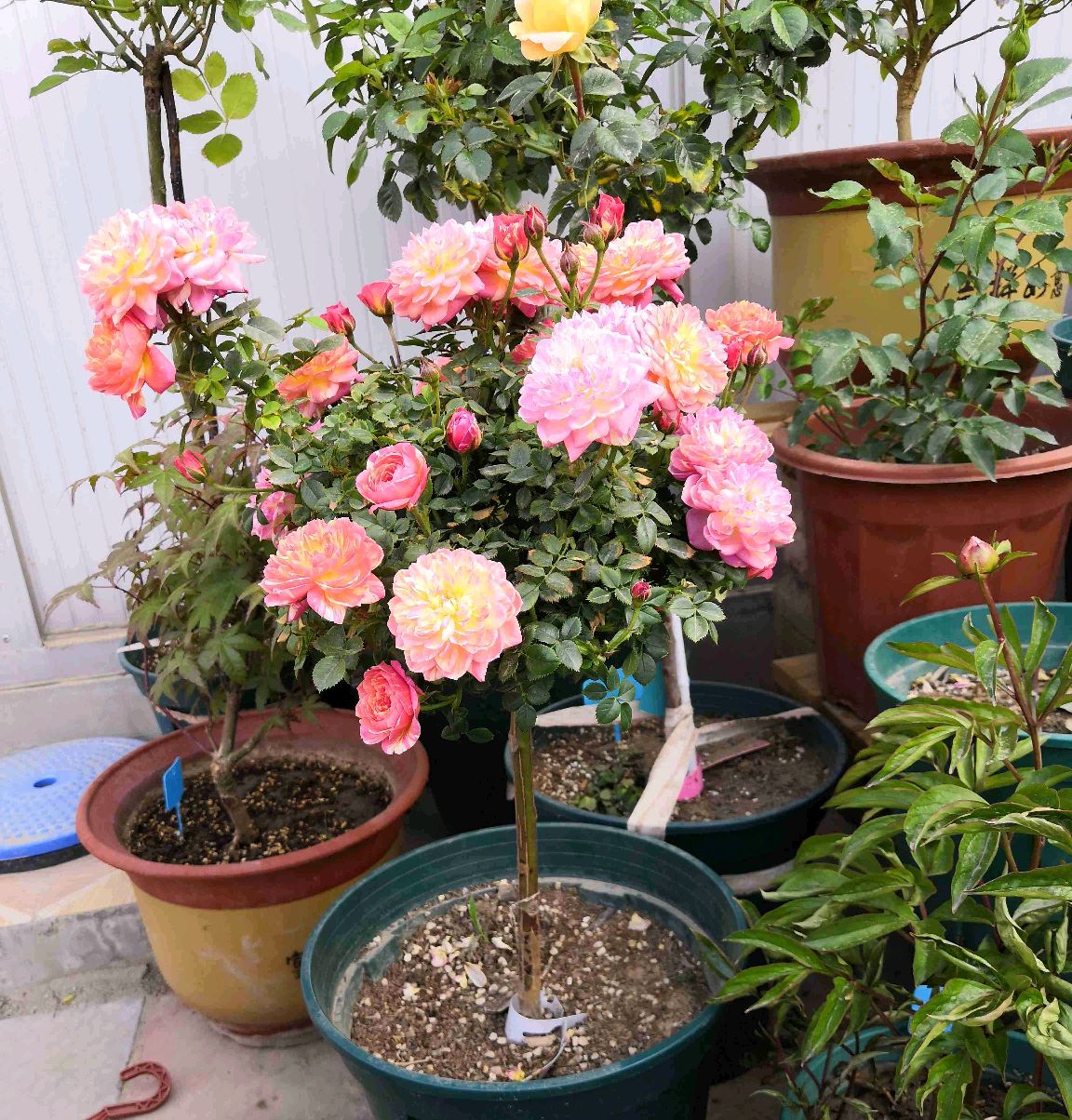 树状月季遇大风如何固定,树状月季春季剪秃会死掉吗