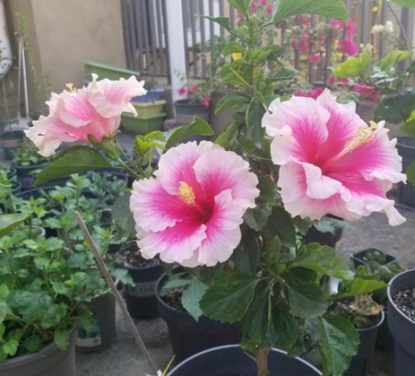 有哪些花不怕晒又耐寒,冬天最耐寒不怕冻的花