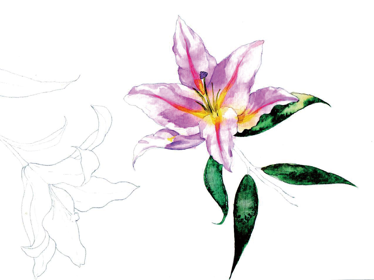 清爽又干净的水彩花卉手绘,学习水彩花卉画法步骤