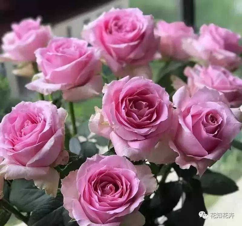 中国玫瑰大家族——雪山玫瑰详解（二）