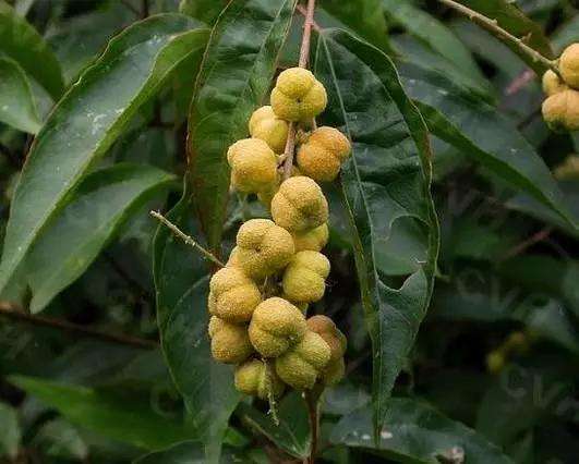 悟空医道怎么样,看懂西游记的人都是职场高手