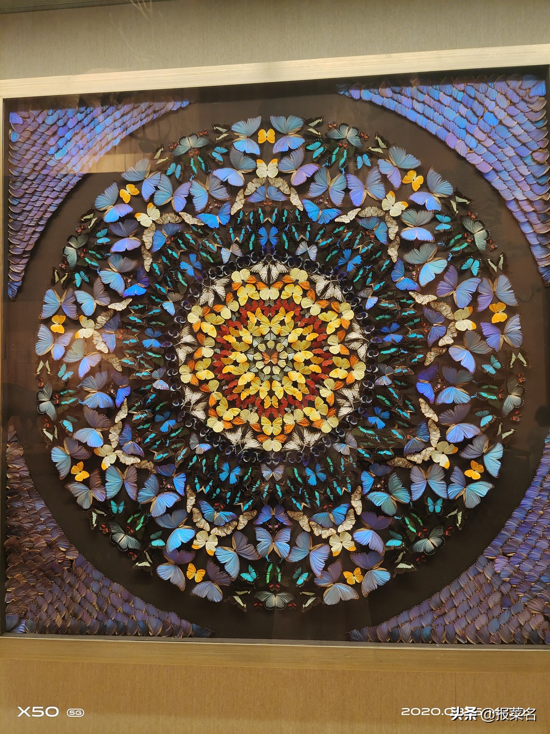 螃蟹虾扇贝,海鲜自助螃蟹和大扇贝