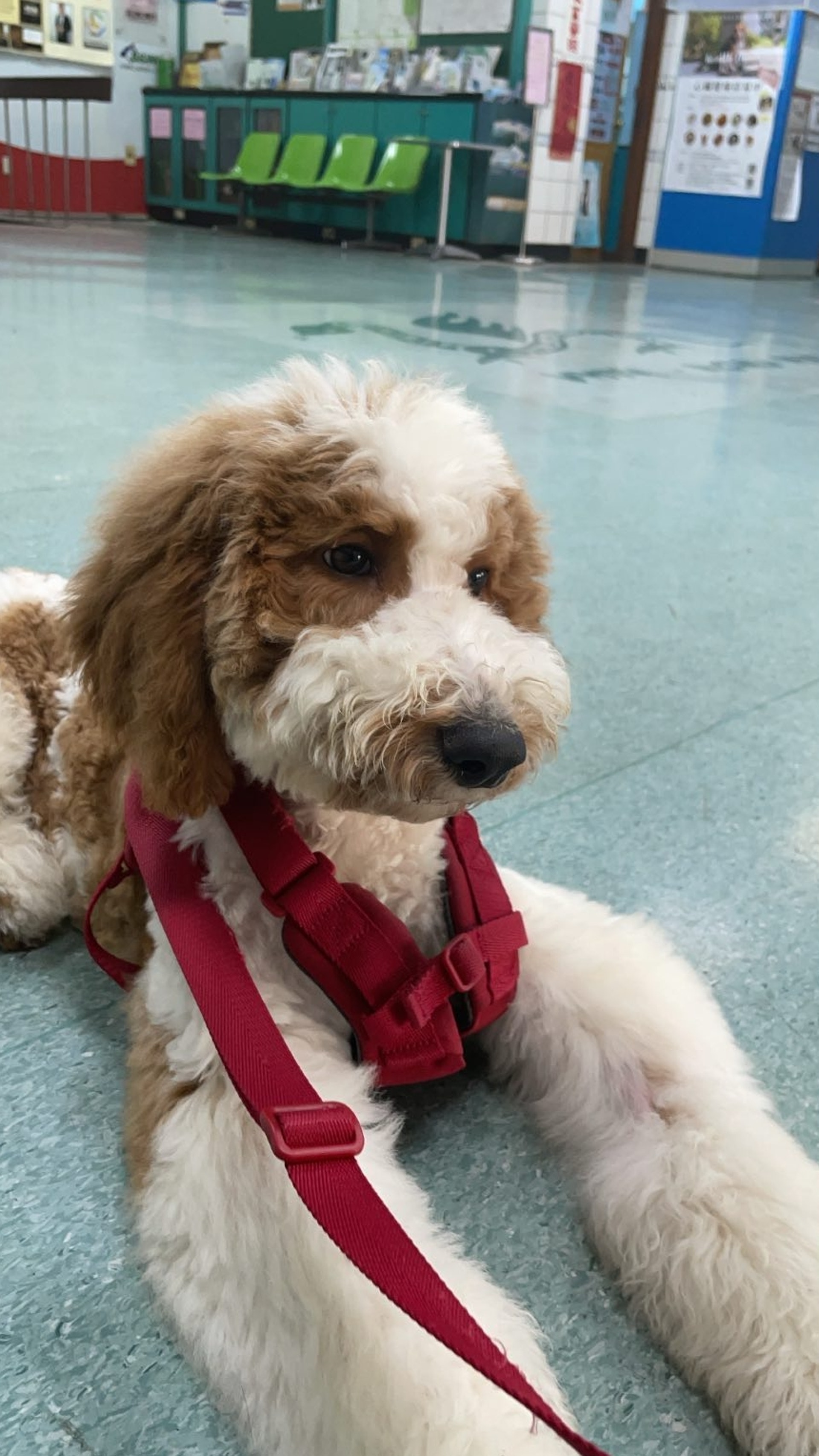 家里两只巨型贵宾犬,巨型贵宾犬发疯