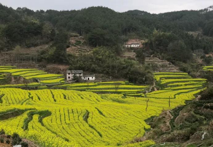 黄山踏青油菜花图片,黄山油菜花景观进入最佳观赏期