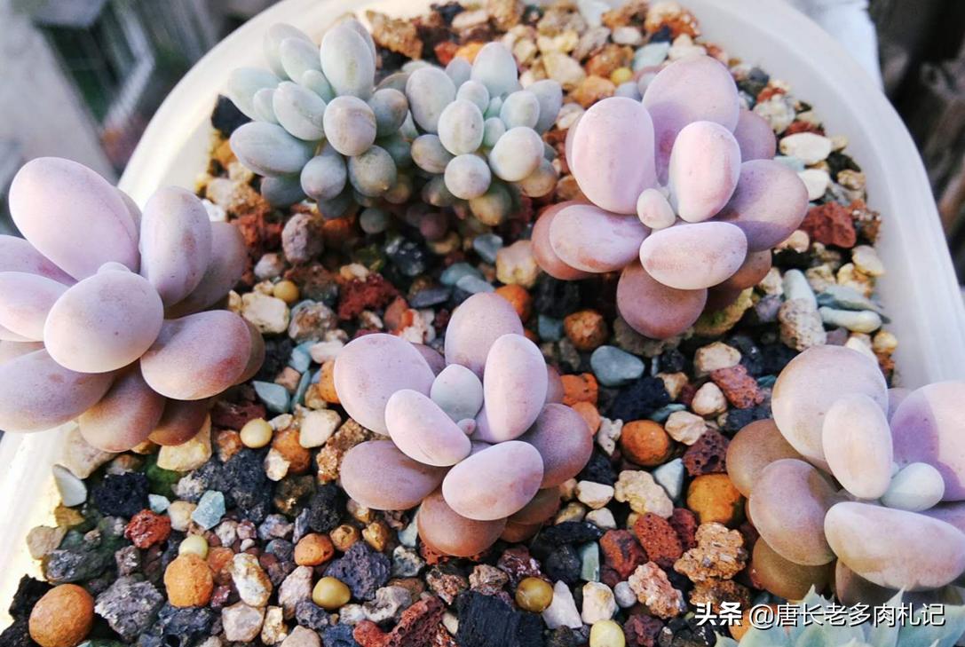 多肉桃蛋如何度夏,桃蛋多肉夏天可以暴晒吗