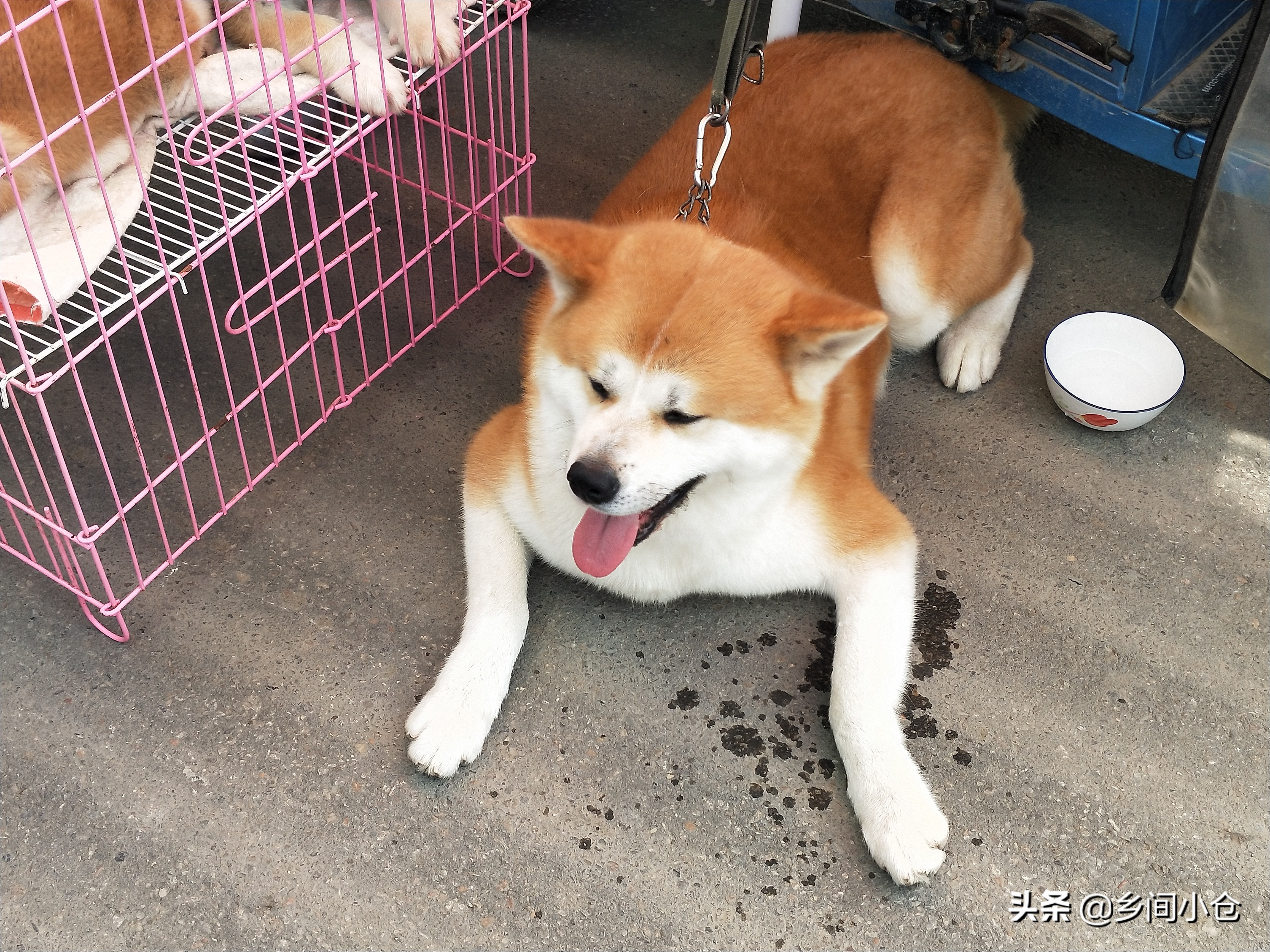 小妹子逛狗市遇到没见过的品种,大型狗市都有什么品种