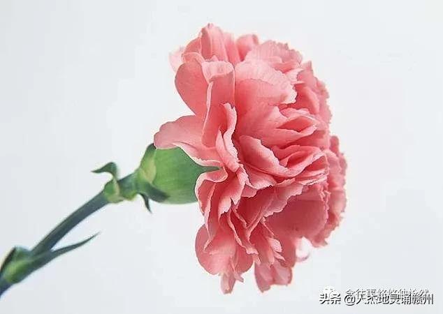 致敬母亲谁言寸草心报得三春晖,谁言三春晖报得寸草心的意思