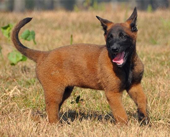 马犬掉毛怎么回事,成都宠物马犬走丢