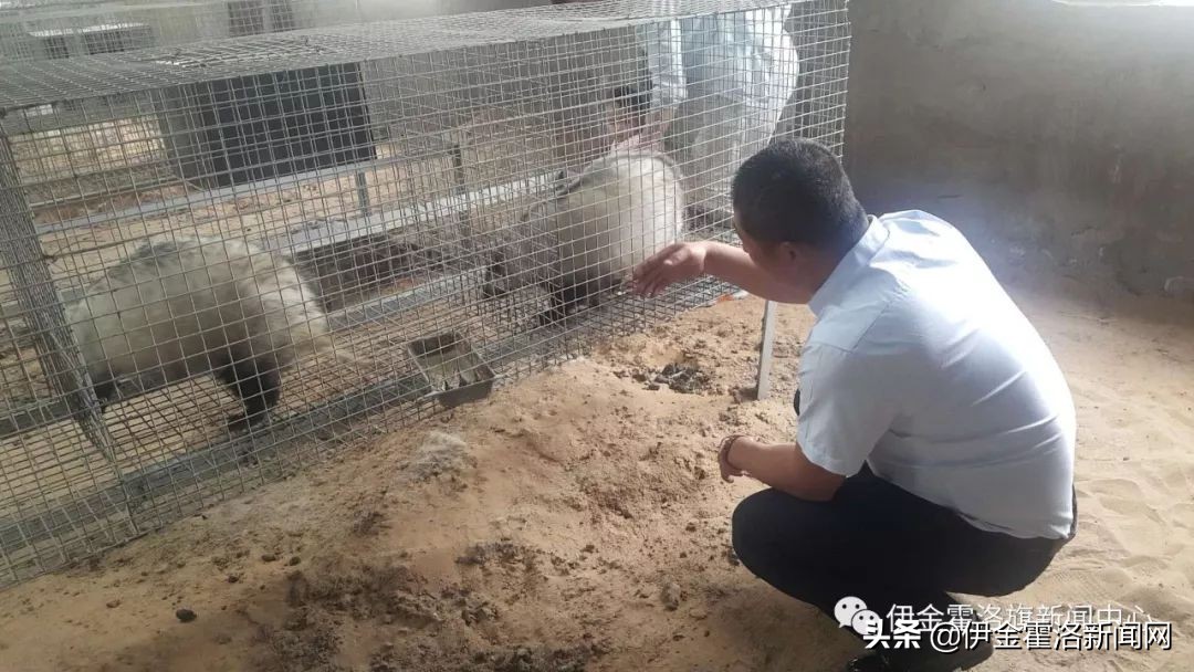 高军养鹅家庭农场,养獾创业致富