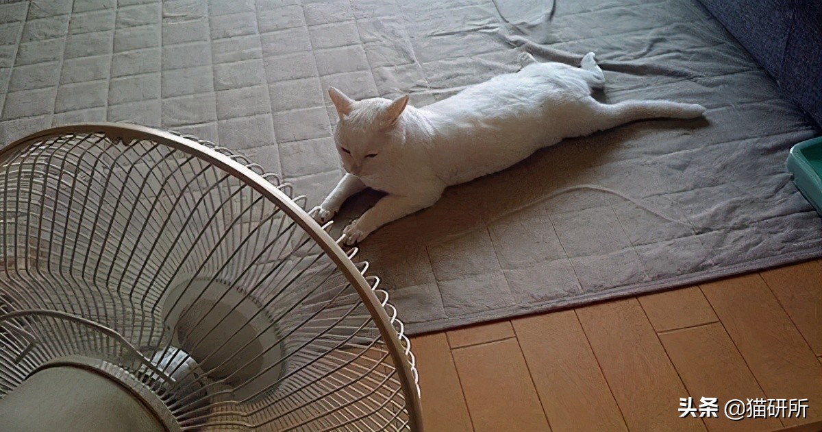 猫咪夏季好物推荐平价,猫咪防抓好物推荐