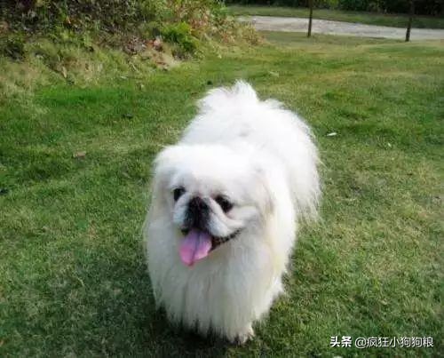 战斗力最强的土狗是什么品种,这40种土狗其实都是超酷的品种犬