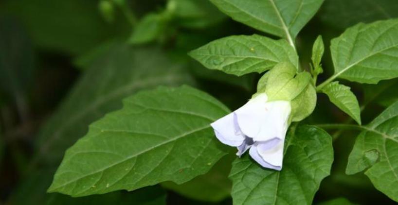 南充摆摊卖冰粉,南充摆摊卖冰粉多少钱一份