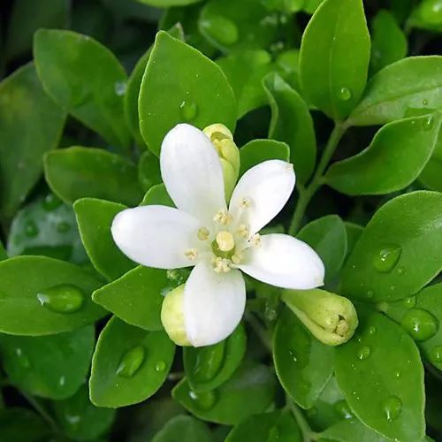 全部金木水火土五行五系植物介绍,五种植物代表五行