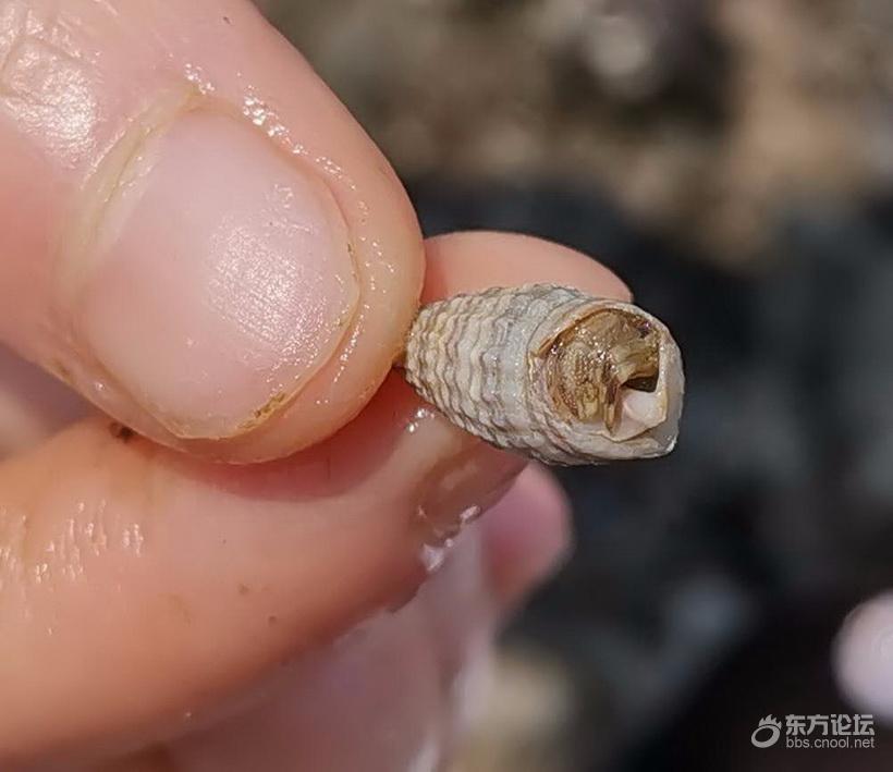 奉化海鲜自助餐有没有帝王蟹,奉化海鲜餐推荐