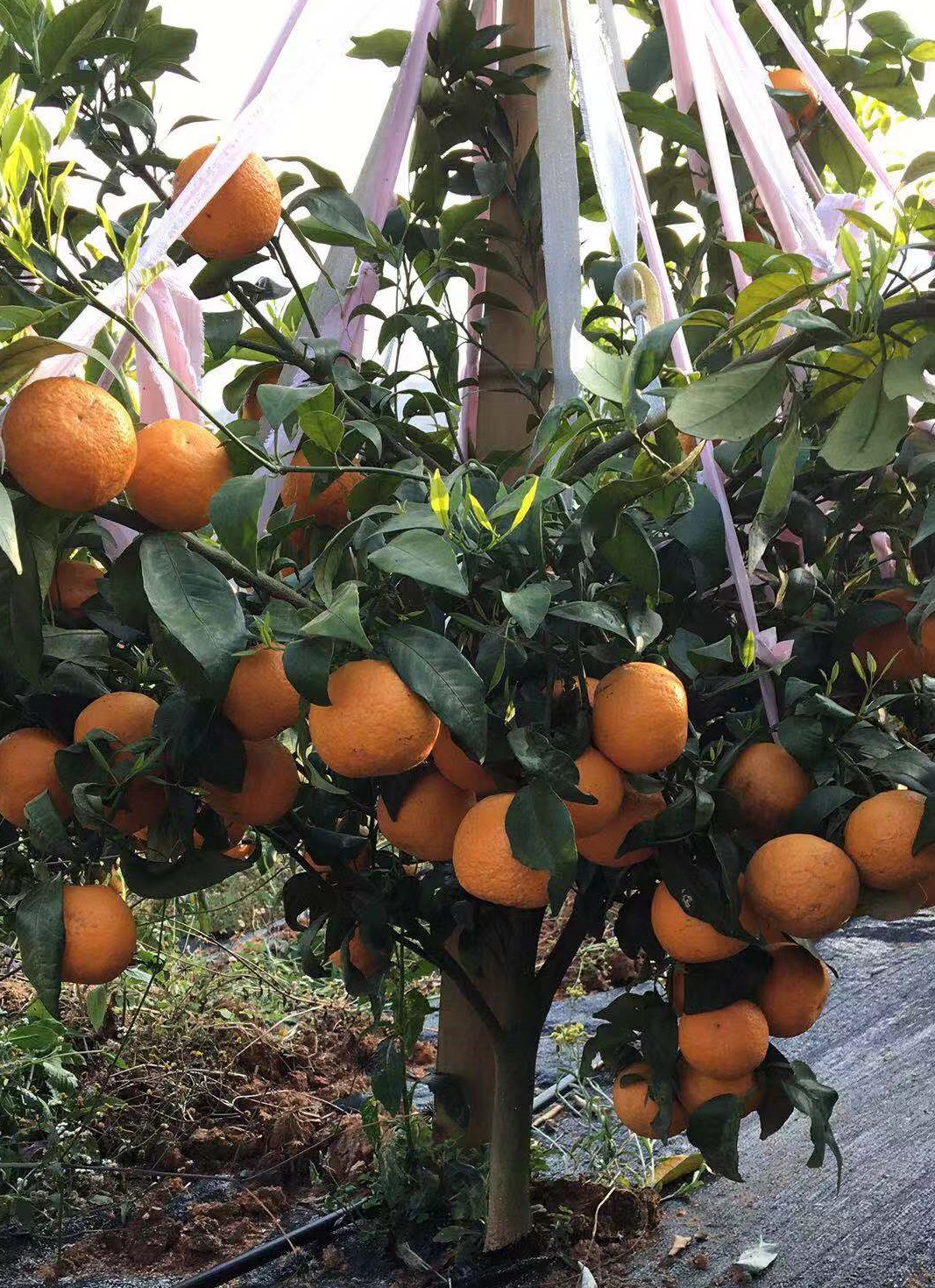 柑橘花多叶少怎么办,柑橘花量少的补救措施