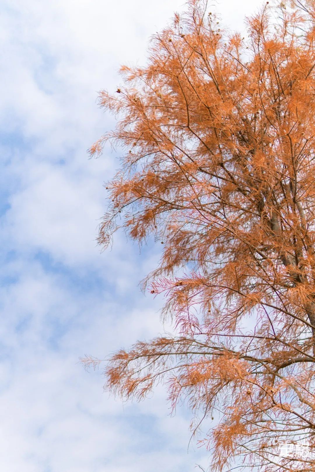 莲花山为啥一夜就火了,莲花山景区