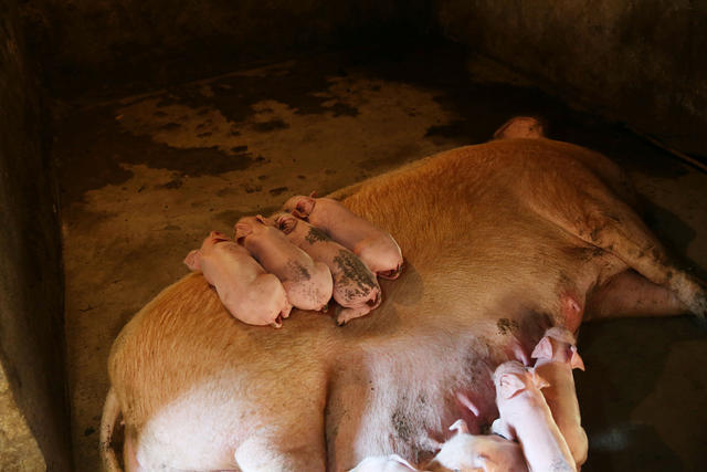 母猪生仔太多奶不够吃怎么办,母猪下崽后奶少用什么方法最好